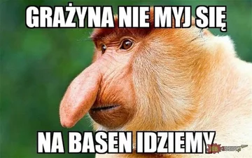 Mem z nosaczem sundajskim 