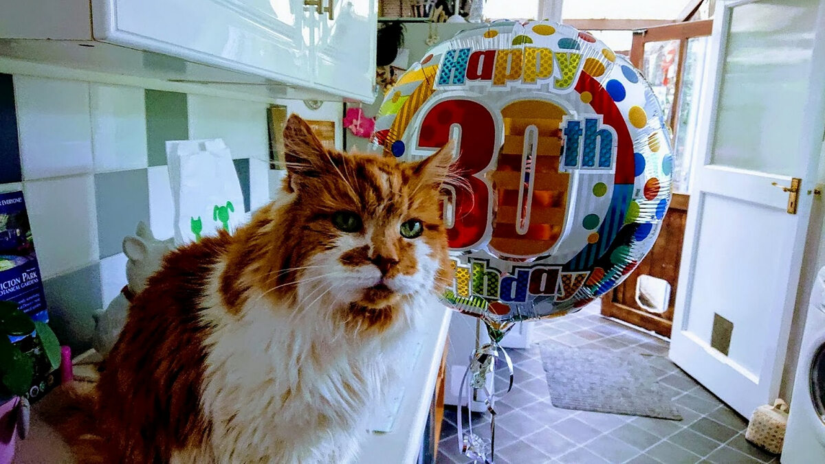 Kot Rubble w 30. urodziny 