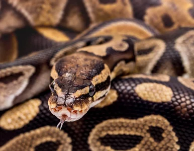 Miniatura: Dziewicze narodziny u węża. Samica złożyła...