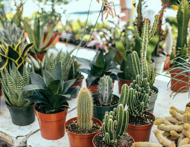 Miniatura: Ta jedna etykieta może uratować twoje...