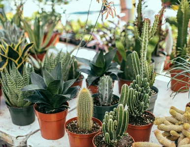 Miniatura: Ta jedna etykieta może uratować twoje...