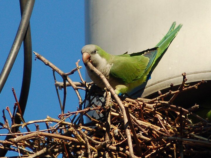 fot. brooklynparrots.com