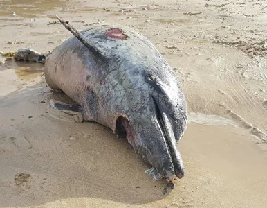 Miniatura: Okaleczony delfin na plaży w Kornwalii....