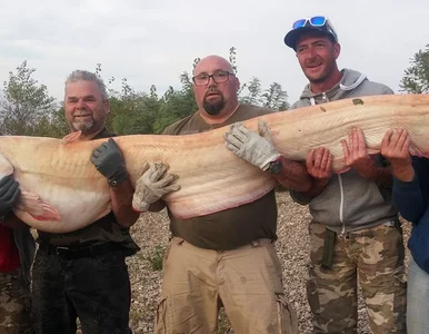 Miniatura: Rekordowo wielki, złowiony jednocześnie...