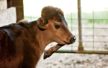 Elsie, cielę z nogą na głowie 