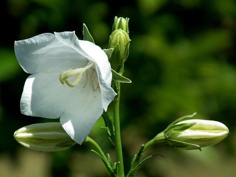 Rozwar wielokwiatowy kwitnie od czerwca do jesieni