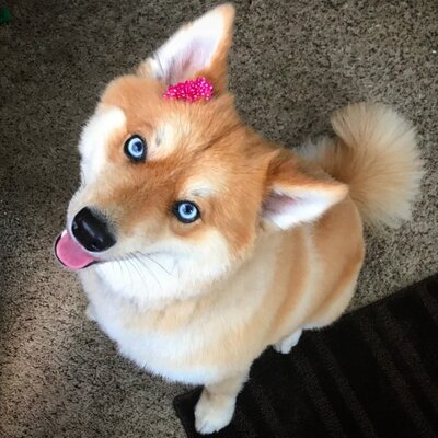 Miniatura: Mya – pies, który jest krzyżówką rasy...