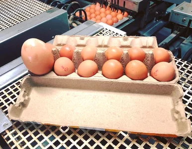 Miniatura: Nie wierzyli, że kura to zniosła. W środku...