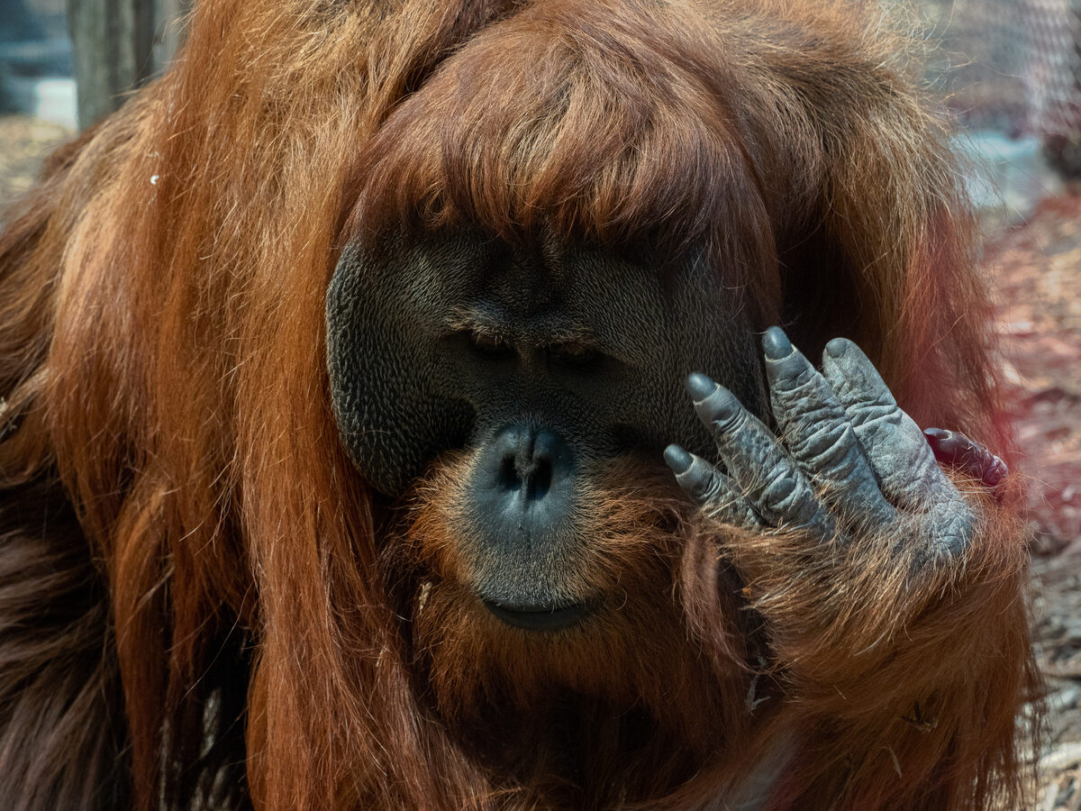 Orangutan sumatrzański W łódzkim zoo mieszkają aż trzy orangutany sumatrzańskie. Oprócz pary Ketawy i Budiego na innym wybiegu można spotkać również Joko. Co ciekawe, to właśnie orangutany są najbliższymi krewnymi człowieka w świecie zwierząt. Niestety z powodu wycinania lasów tropikalnych pod uprawę palm olejowych, zwierzęta te straciły swoje naturalne środowisko. Są również krytycznie zagrożone wyginięciem.