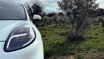 Ford eksperymentuje z&nbsp;materiałami z&nbsp;drzew oliwnych