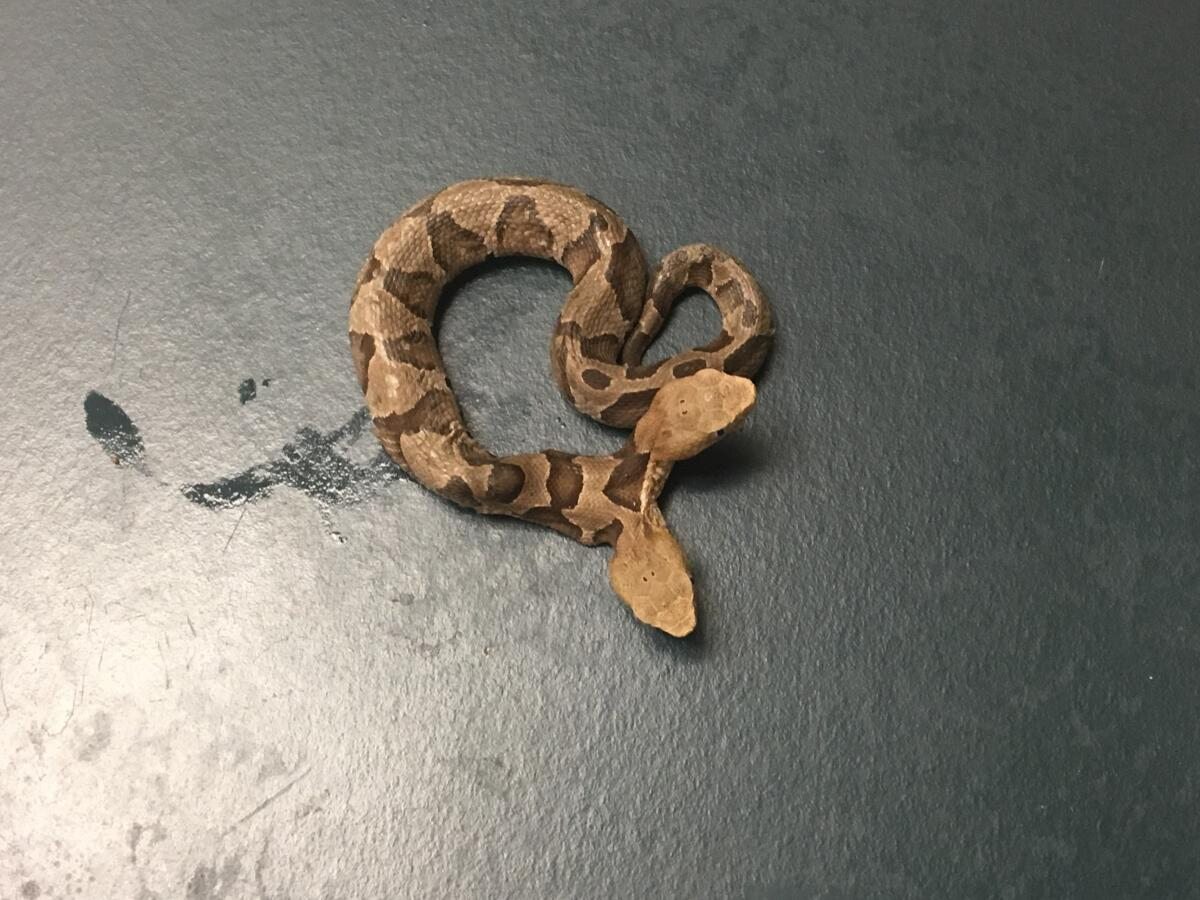 Dwugłowy wąż znaleziony w Wirginii 