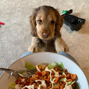 Cocker spaniel Winnie 