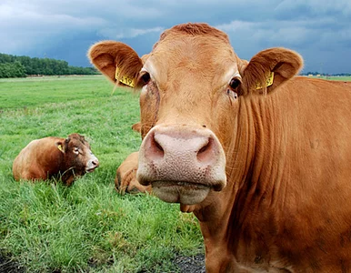 Miniatura: Yvonne wpadła po trzech miesiącach "na...