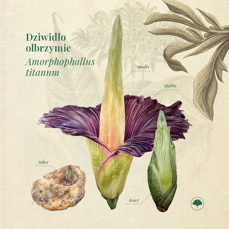 Dziwidło olbrzymie / Amorphophallus titanum
