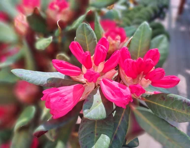 Miniatura: Rozmnażanie rododendronów. Nie przegap...