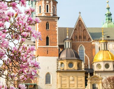 Miniatura: Polskie miasto wygranym majówki. W...