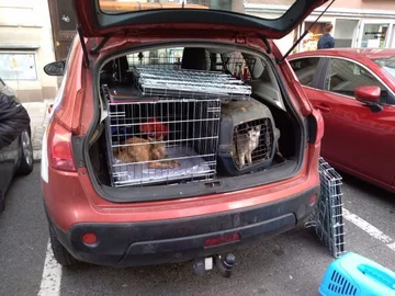 Koty przetrzymywane przez wrocławianina 