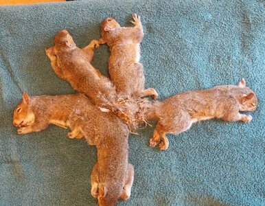 Miniatura: Wiewiórki zaplątały się ogonami i znalazły...
