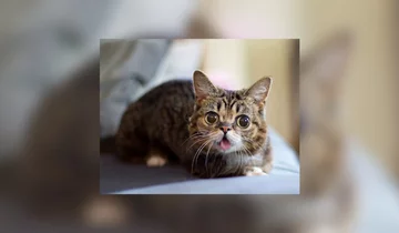 Lil Bub - 1,7 mln obserwujących 