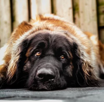 Leonberger Evi 