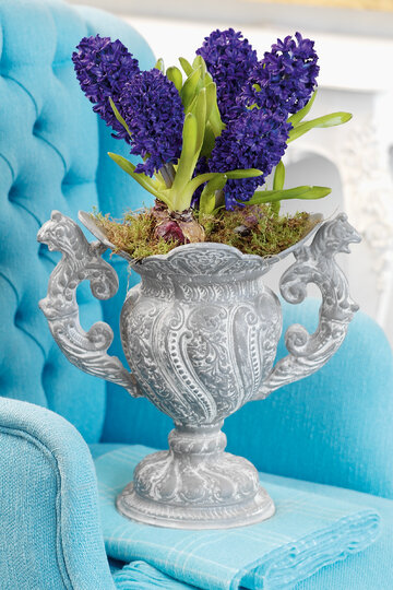 Hiacynty, hyacinthus orientalis
