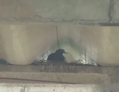 Miniatura: Wpadł gołąb szmuglujący kokainę. Resztę...