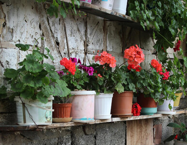 Miniatura: Zrób to z pelargonią teraz – w kilka dni...