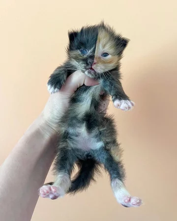 Pretzel, kot – chimera 