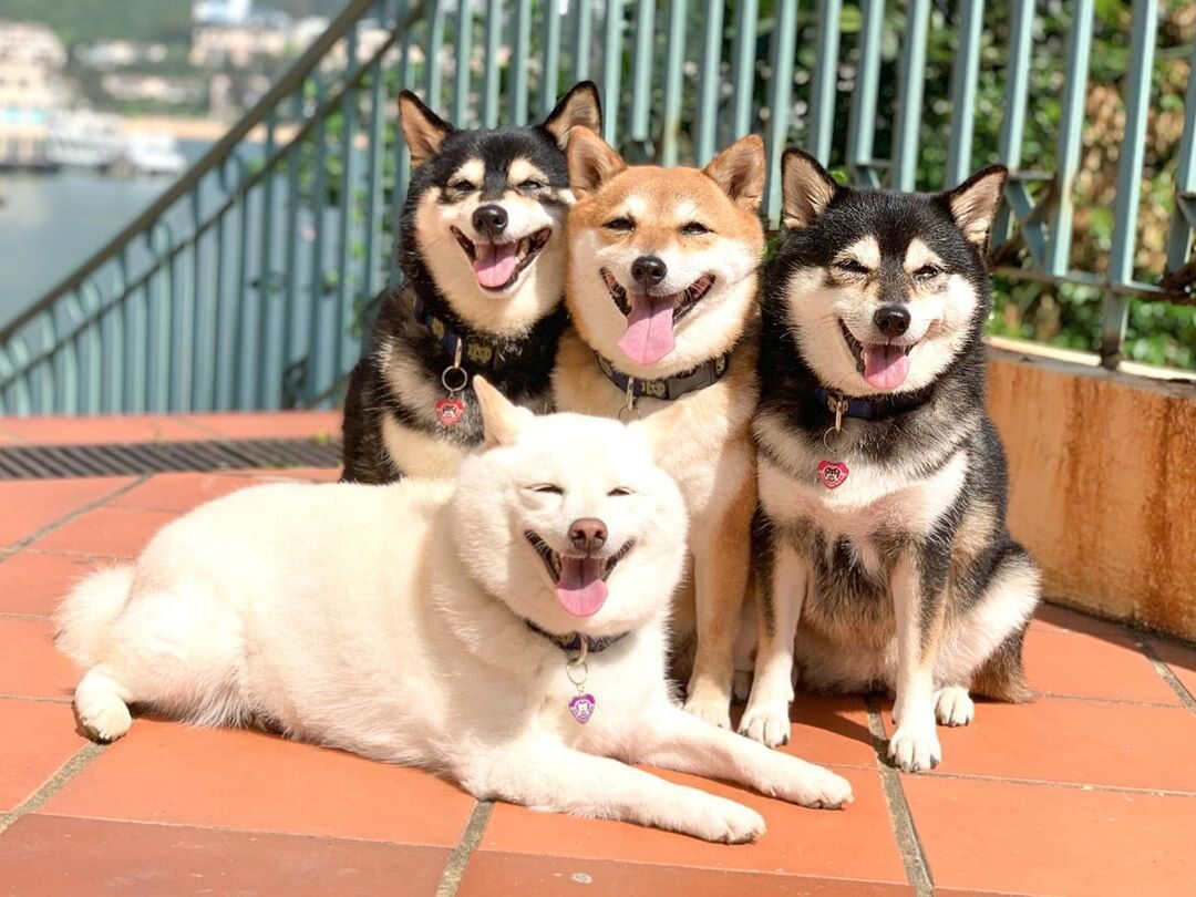 Kikko, Sasha, Momo, Hina 
