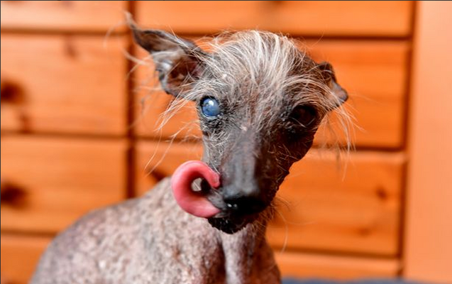 Miniatura: Najbrzydsze psy na świecie