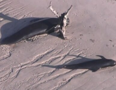 Miniatura: Ocean wyrzucił na brzeg stado wielorybów