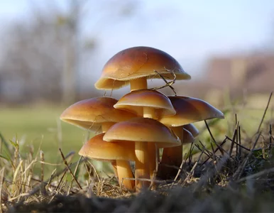 Miniatura: Idziesz na grzyby? Zapłać za pozwolenie