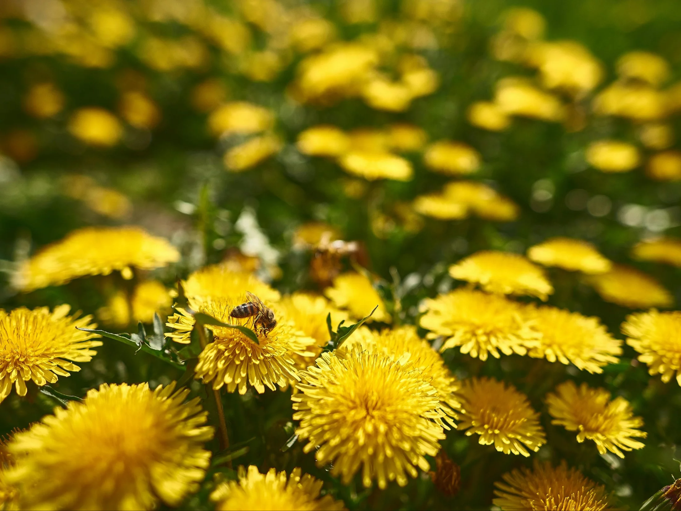 QUIZ dla mistrzów ortografii! Zdobędziesz 10/10?