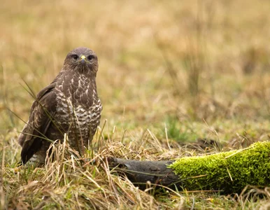 Miniatura: Okno życia, którego dotąd nie było. Nie...