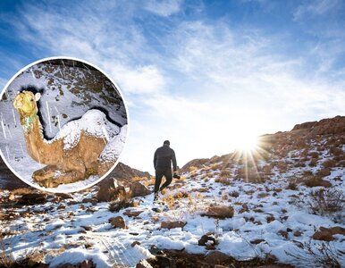 Miniatura: Śnieg spadł w Arabii Saudyjskiej. Takiego...