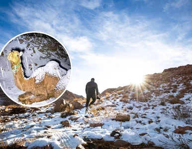 Miniatura: Śnieg spadł w Arabii Saudyjskiej. Takiego...