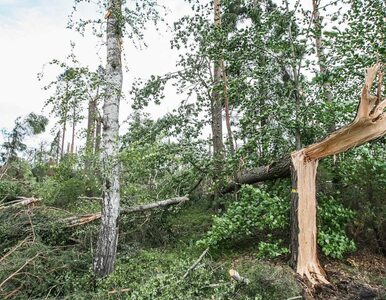 Miniatura: Nowe fakty ws. tragedii na obozie harcerskim