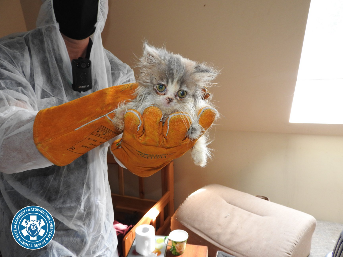 Akcja ratowania kotów przeprowadzona przez SORZ 