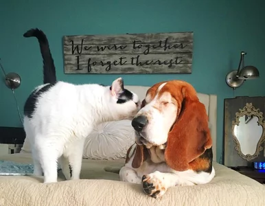 Miniatura: Gabaryty niewidomej Flopsy robią wrażenie....