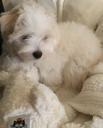 Psy Barbry Streisand 