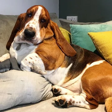 Basset Dewi 