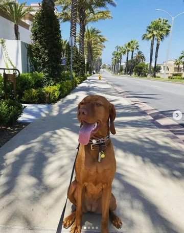 Sophie 