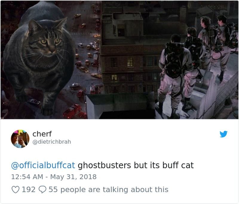Buff cat i "Ghost busters" 