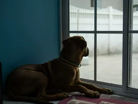 Miniatura: Jak długo pies może być sam? Lekarka...