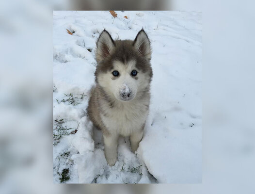 Miniatura: Te zwierzęta wyjątkowo ucieszyło nadejście...