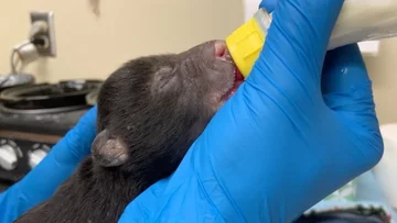 Uratowany niedźwiadek 