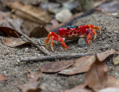 Miniatura: 10 pytań z wiedzy ogólnej. Rozstrzygnij:...