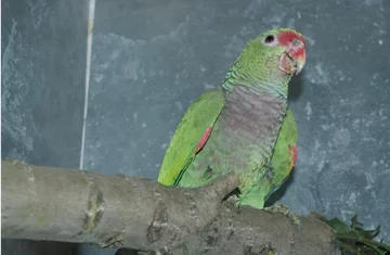 Próba przemytu papug 