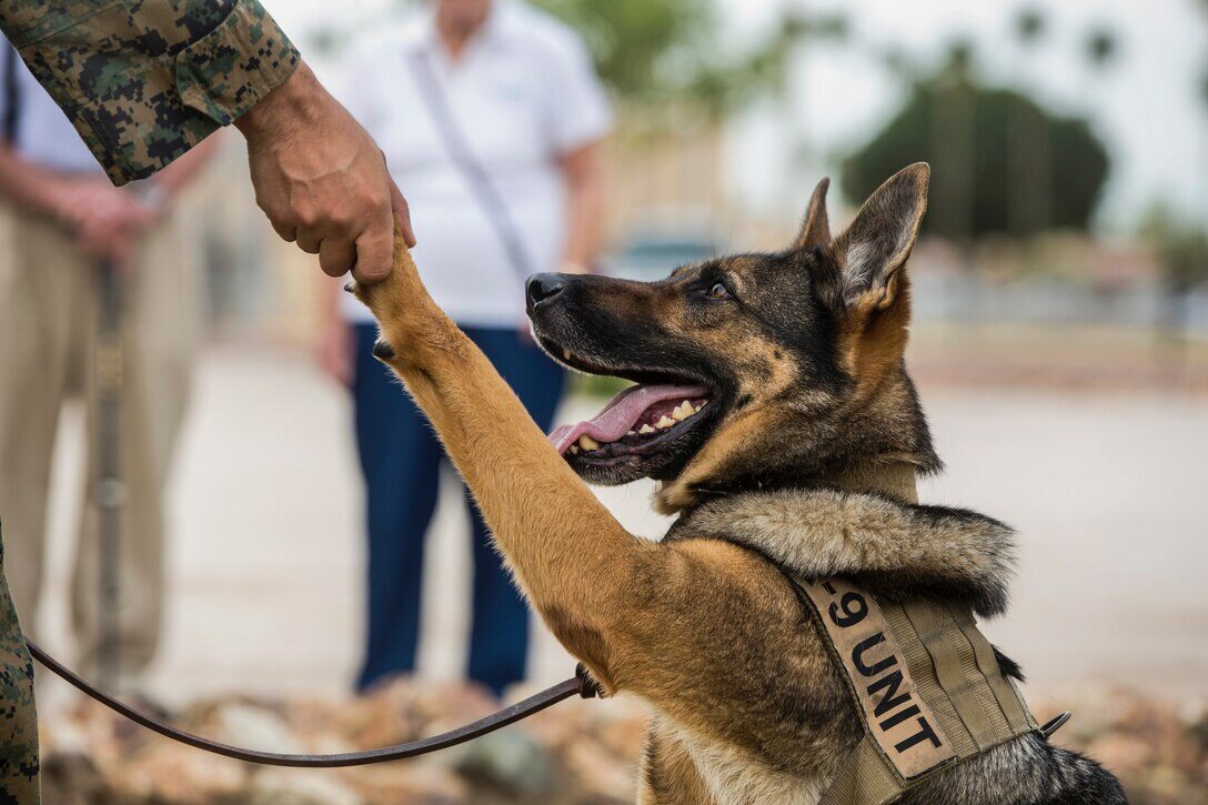 Psy w amerykańskiej armii 
