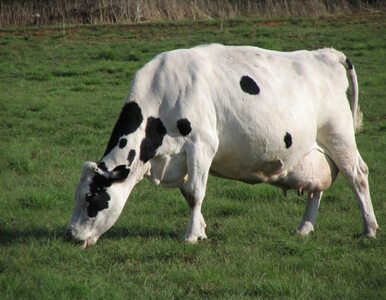 Miniatura: Krowy na okupowanym Krymie zbuntowały się...